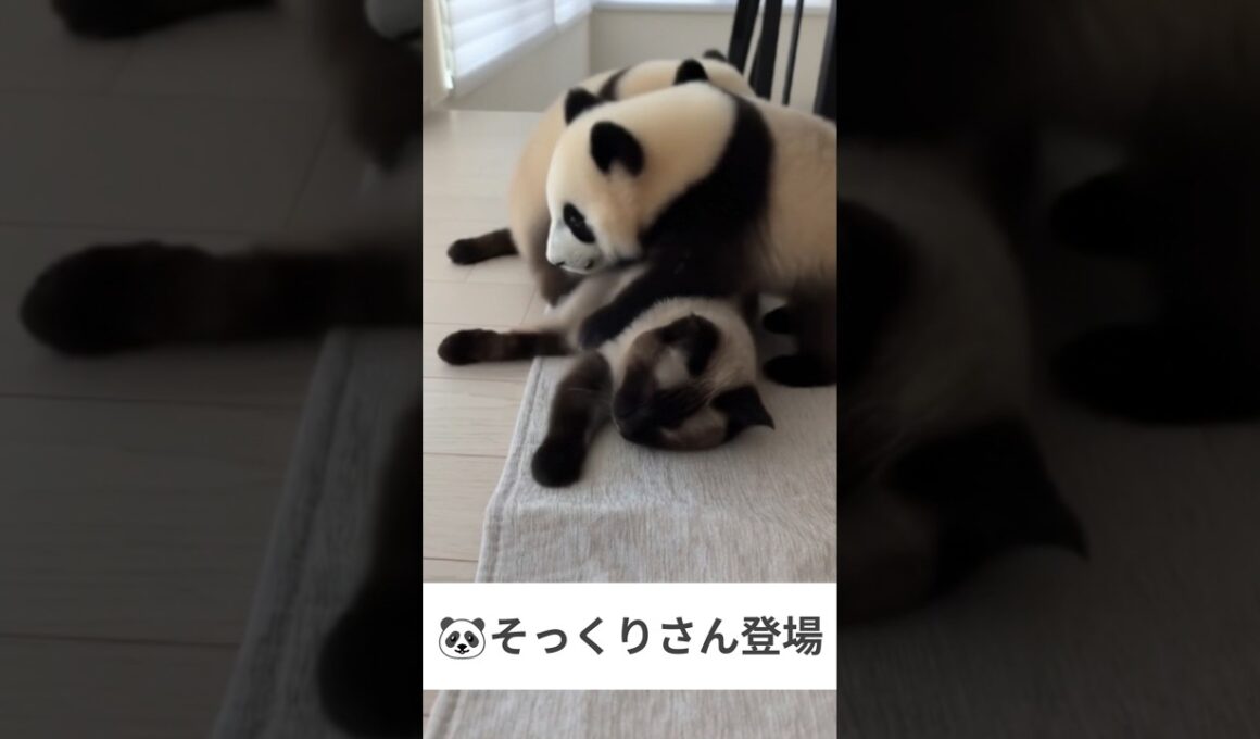 シャム猫のそっくりさん登場😺 - Cats and Pandas -