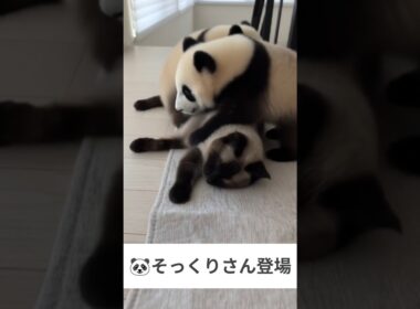 シャム猫のそっくりさん登場😺 - Cats and Pandas -