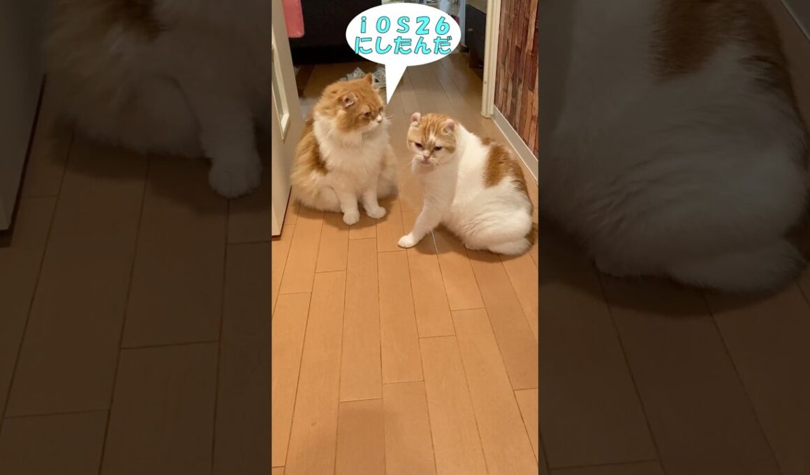 ｉＯＳ２６へアップデートしたら  #cat #猫のいる暮らし #アメリカンカール