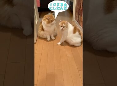 ｉＯＳ２６へアップデートしたら  #cat #猫のいる暮らし #アメリカンカール