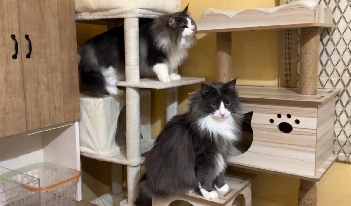 【冒険‼︎】キャットタワーが移動しただけで、また冒険が始まるwwwノルウェージャンフォレストキャットとターキッシュアンゴラ