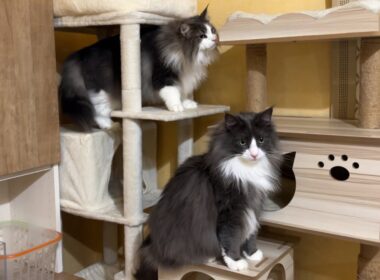【冒険‼︎】キャットタワーが移動しただけで、また冒険が始まるwwwノルウェージャンフォレストキャットとターキッシュアンゴラ