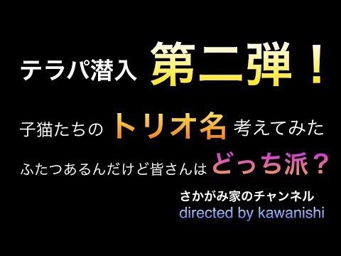 【テラパ潜入第二弾！子猫たちのトリオ名考えてみた】ふたつあるんだけど皆さんは、どっち派？