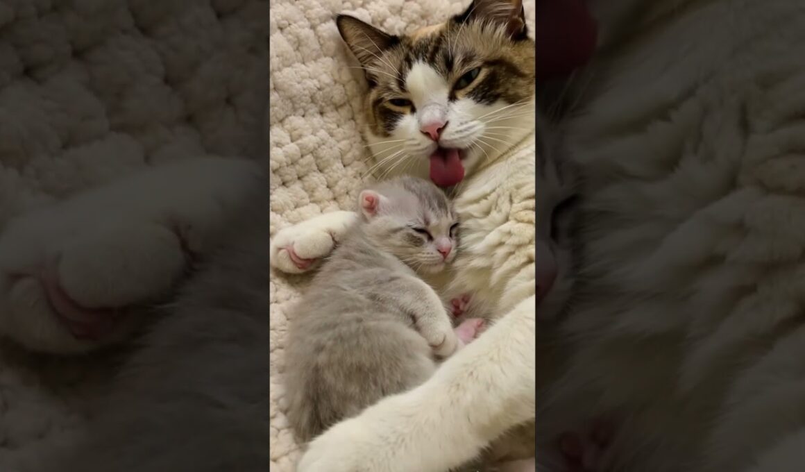 💢 Snowshoe Mum: "Don't Touch My Baby!!" 🔥 スノーシューママの警告: 「赤ちゃんに触らないで！」💢#shorts #snowshoecat #cat