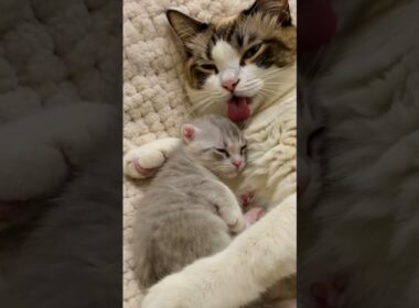 💢 Snowshoe Mum: "Don't Touch My Baby!!" 🔥 スノーシューママの警告: 「赤ちゃんに触らないで！」💢#shorts #snowshoecat #cat