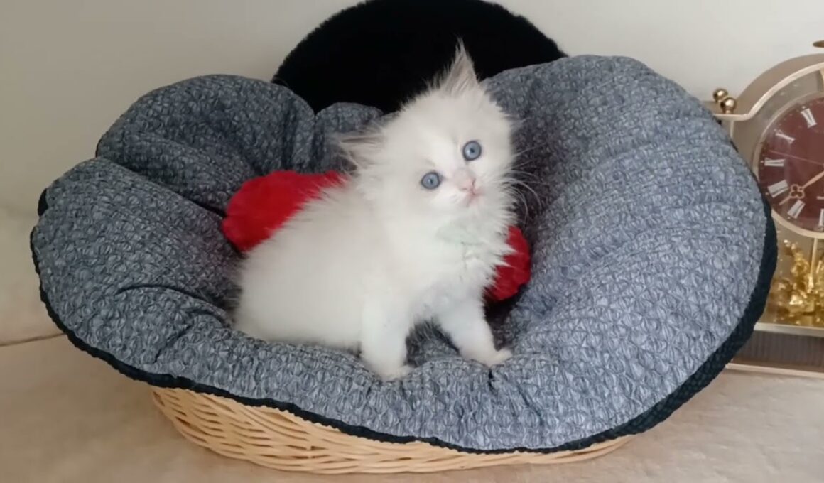 ラグドール 【シールポイントバイカラー】コバルトブルーの目が綺麗なラグドールの男の子です🏝️