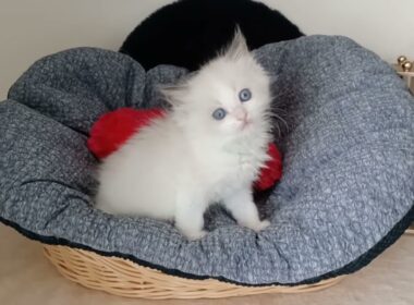 ラグドール 【シールポイントバイカラー】コバルトブルーの目が綺麗なラグドールの男の子です🏝️