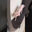 イカ耳で走る姿が可愛い猫アレクサンドラ【スフィンクス】