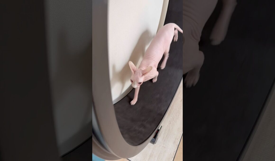 イカ耳で走る姿が可愛い猫アレクサンドラ【スフィンクス】