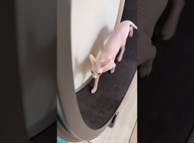 イカ耳で走る姿が可愛い猫アレクサンドラ【スフィンクス】