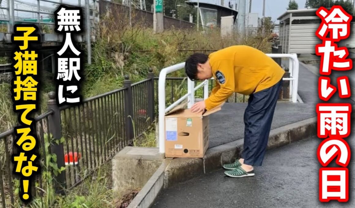 無人駅前で段ボールの中で震える子猫を保護しました