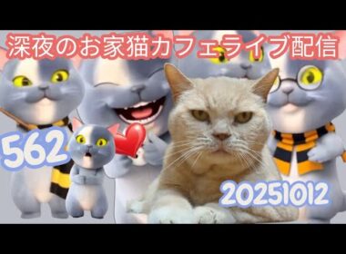 深夜のお家猫カフェライブ配信 ５６２