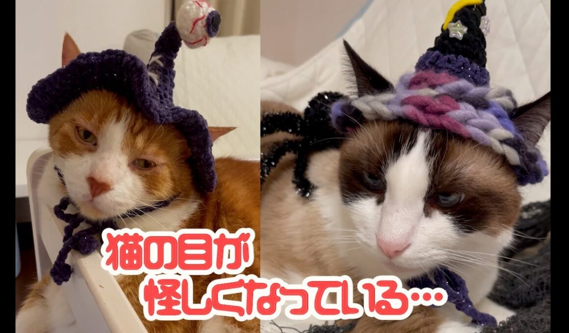 ハロウィンの帽子を被った猫が疲れた場合こうなります Cats wearing Halloween hats