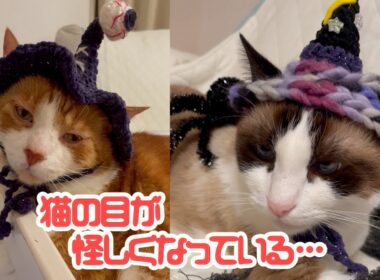 ハロウィンの帽子を被った猫が疲れた場合こうなります Cats wearing Halloween hats