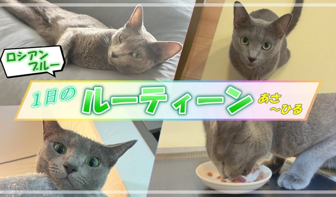 【前編】ロシアンブルーの１日のルーティーン