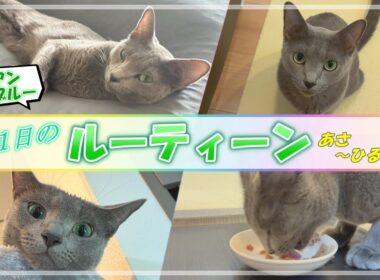 【前編】ロシアンブルーの１日のルーティーン
