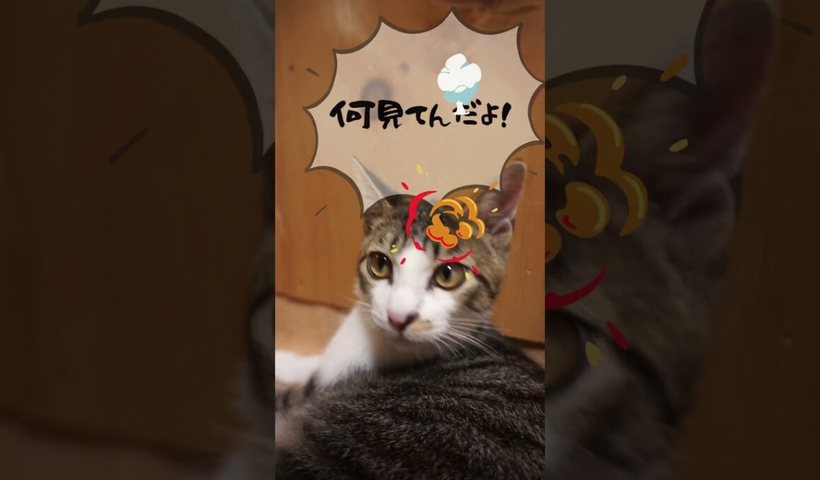 子猫ここ♂ 遊び疲れて、ご機嫌ななめ？最後可愛い♡の巻。