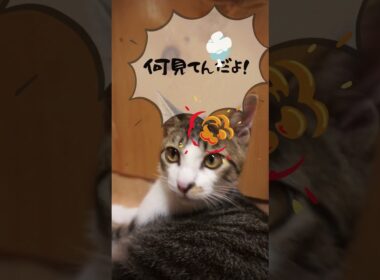子猫ここ♂ 遊び疲れて、ご機嫌ななめ？最後可愛い♡の巻。