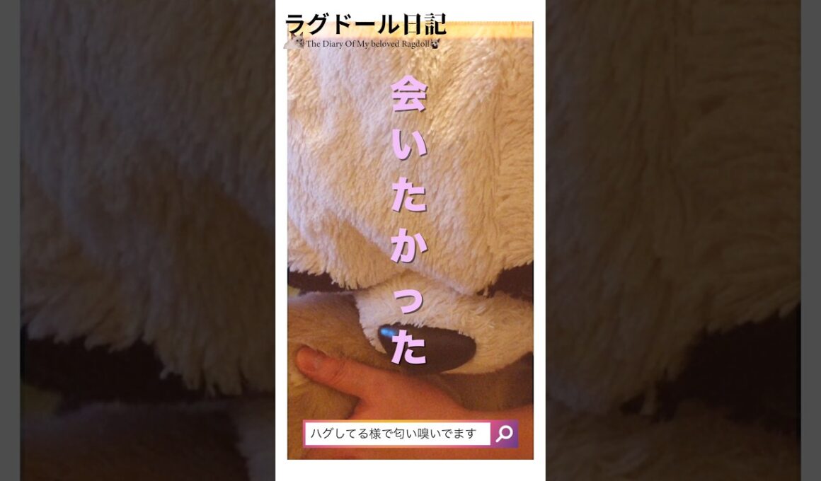 【全米が嗅いだ】猫の体臭ケアにおすすめ！無香料ボディスプレーを実際に使ってみた🐾　#ロシアンブルー #ラグドール #風呂嫌い猫 #無香料スプレー #猫グッズ #プアインタ #puainta
