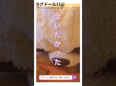 【全米が嗅いだ】猫の体臭ケアにおすすめ！無香料ボディスプレーを実際に使ってみた🐾　#ロシアンブルー #ラグドール #風呂嫌い猫 #無香料スプレー #猫グッズ #プアインタ #puainta