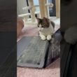 パソコンの画面を一緒に見る子猫 #子ネコ #子猫の成長動画 #野良猫から家猫へ