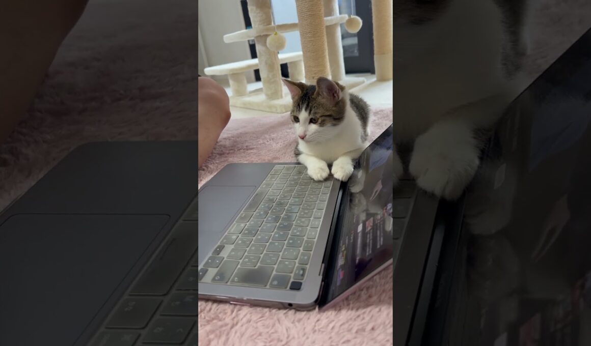 パソコンの画面を一緒に見る子猫 #子ネコ #子猫の成長動画 #野良猫から家猫へ