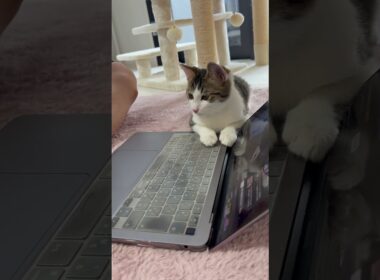 パソコンの画面を一緒に見る子猫 #子ネコ #子猫の成長動画 #野良猫から家猫へ