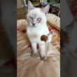 左目、結膜炎のシャムの子ネコ雫。ネコジャラシしたら、心に火が点いて、黒猫の黒夢の所に行き、激しく、じゃれあう