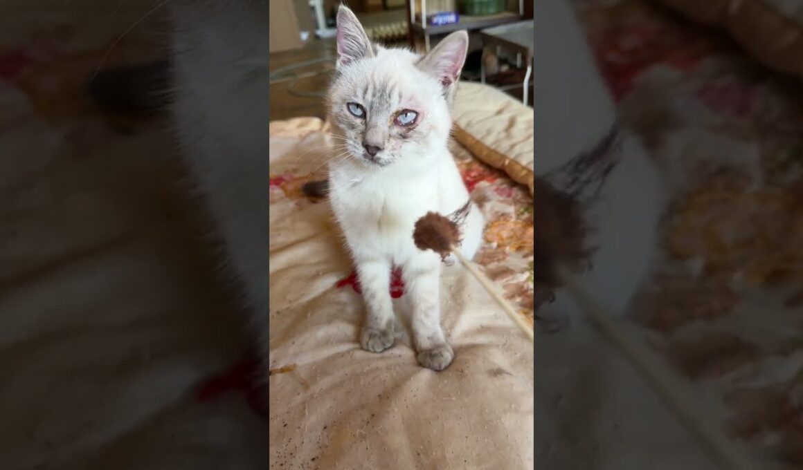 左目、結膜炎のシャムの子ネコ雫。ネコジャラシしたら、心に火が点いて、黒猫の黒夢の所に行き、激しく、じゃれあう