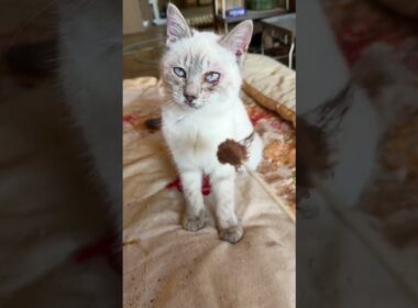 左目、結膜炎のシャムの子ネコ雫。ネコジャラシしたら、心に火が点いて、黒猫の黒夢の所に行き、激しく、じゃれあう