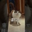 「ごはん」という単語で起きてくる猫｜トイガー&ラグドール　#トイガー #ラグドール #猫パンチ　#catshorts　#猫のいる暮らし