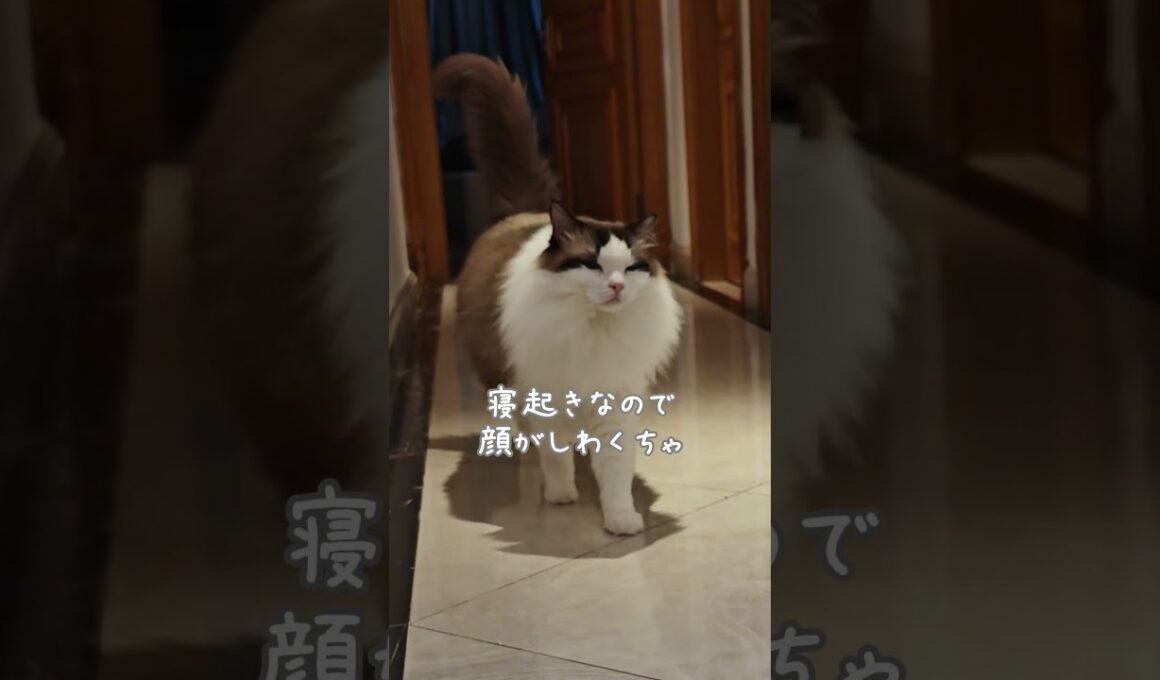 「ごはん」という単語で起きてくる猫｜トイガー&ラグドール　#トイガー #ラグドール #猫パンチ　#catshorts　#猫のいる暮らし