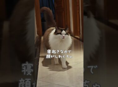 「ごはん」という単語で起きてくる猫｜トイガー&ラグドール　#トイガー #ラグドール #猫パンチ　#catshorts　#猫のいる暮らし