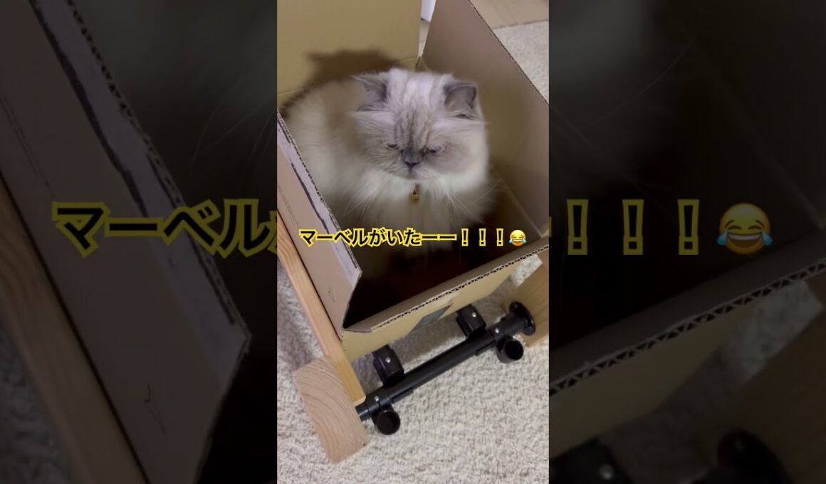 ダンボール好きすぎなヒマラヤンのマーベル🐈🐾 #marvel #cat #猫好きさんと繋がりたい #ねこ #猫のいる暮らし #shorts