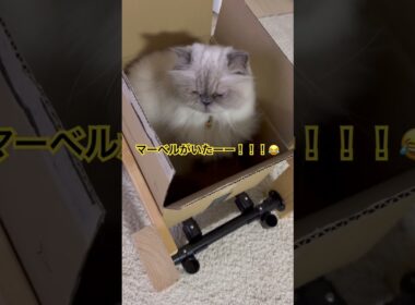 ダンボール好きすぎなヒマラヤンのマーベル🐈🐾 #marvel #cat #猫好きさんと繋がりたい #ねこ #猫のいる暮らし #shorts