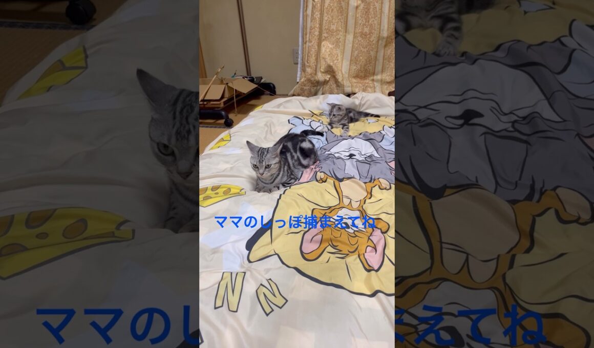ママのしっぽを捕まえるにゃ！#アメリカンショートヘア#アメショ#子猫#cat#cats#猫の日常