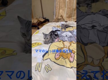 ママのしっぽを捕まえるにゃ！#アメリカンショートヘア#アメショ#子猫#cat#cats#猫の日常
