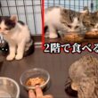 家族で1人だけご飯を食べれない怖がり子猫がこうなりました。