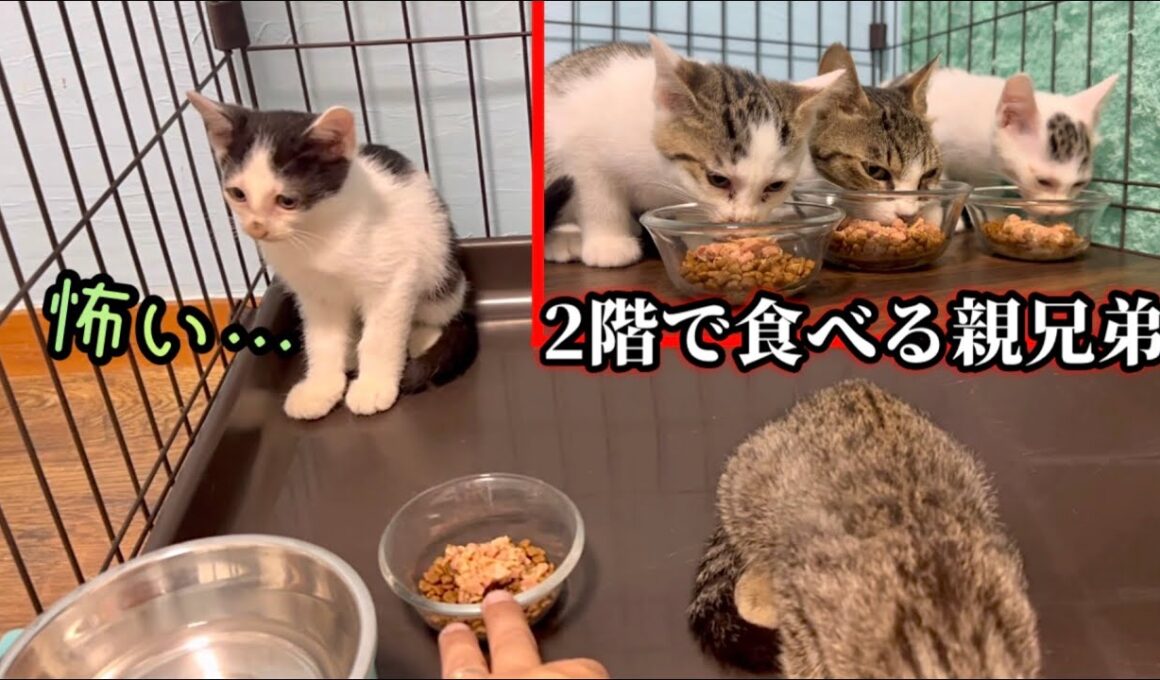 家族で1人だけご飯を食べれない怖がり子猫がこうなりました。