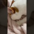 我が家のちゅぱたろうは今日も可愛い #cat #ねこ #日本猫 #保護猫