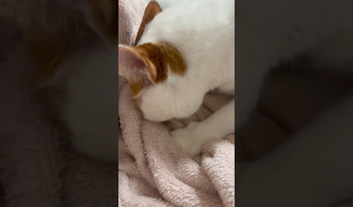 我が家のちゅぱたろうは今日も可愛い #cat #ねこ #日本猫 #保護猫