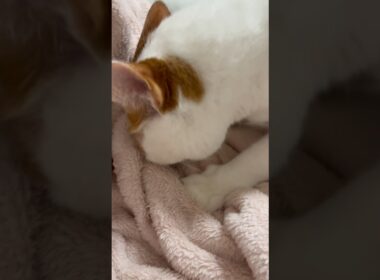 我が家のちゅぱたろうは今日も可愛い #cat #ねこ #日本猫 #保護猫