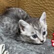 本日保護した子猫のお披露目LIVE配信