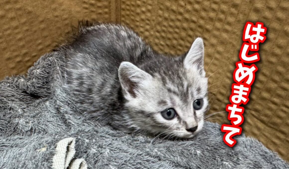 本日保護した子猫のお披露目LIVE配信