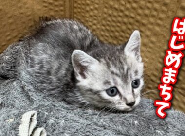 本日保護した子猫のお披露目LIVE配信