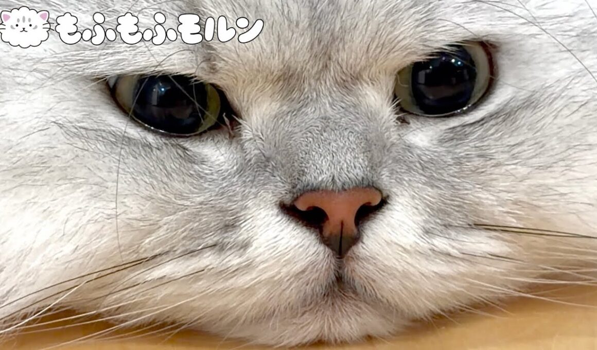 新型iPhoneで猫を撮ります 【サイベリアン】