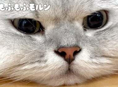 新型iPhoneで猫を撮ります 【サイベリアン】