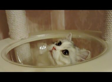 今日のにゃんず🐱#ミヌエット#ラガマフィン#ラグドール#猫#ねこ#子猫#小猫#live #live配信#ライブ#ライブ配信#猫配信#猫動画#cat#kitten#minuet#ragdoll