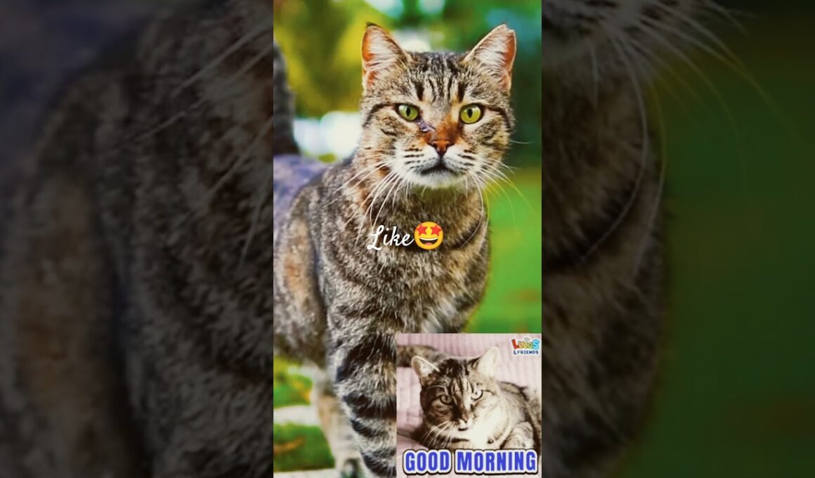 🌞 Good Morning from the Cutest Cat Ever 😻 | Start Your Day with a Smile | CatsWorldShabeenKhan