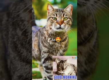 🌞 Good Morning from the Cutest Cat Ever 😻 | Start Your Day with a Smile | CatsWorldShabeenKhan